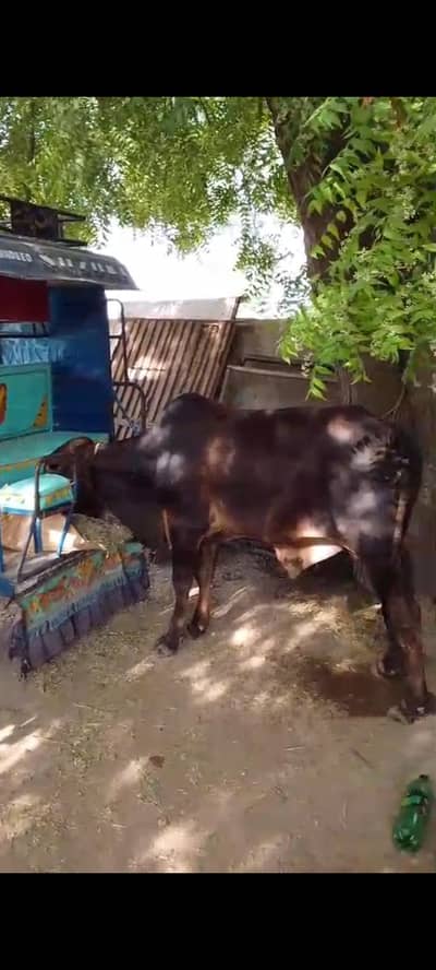 Black beauty wacha wazan 3.5 mnds 2 dant Qurbani