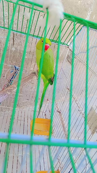 Ringneck parrot
