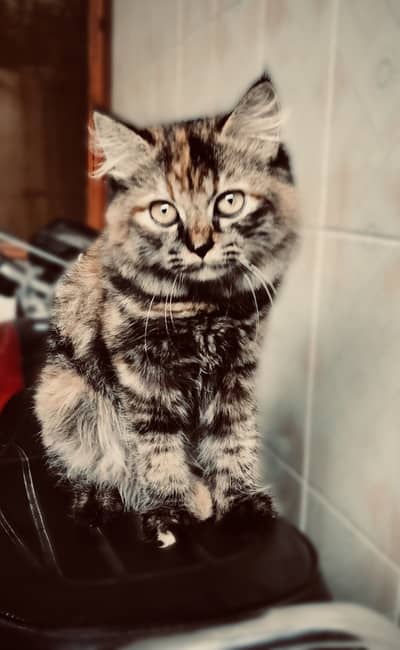 Persian Female Cat rare