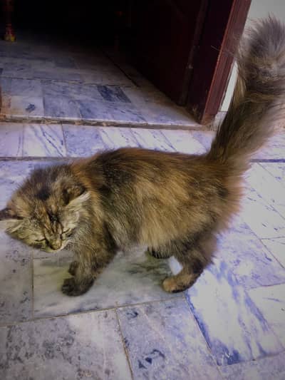 Persian Female Cat rare