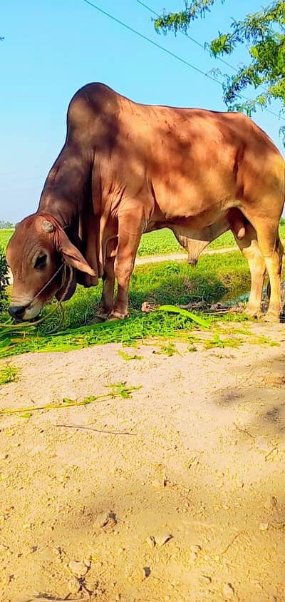 Sahiwal ox/bull sale-2 daant- tqrbn 7 mann healthy & active fr qurbani