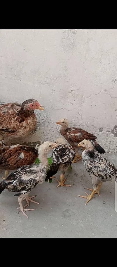 aseel chicks
