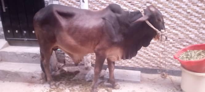 bachra