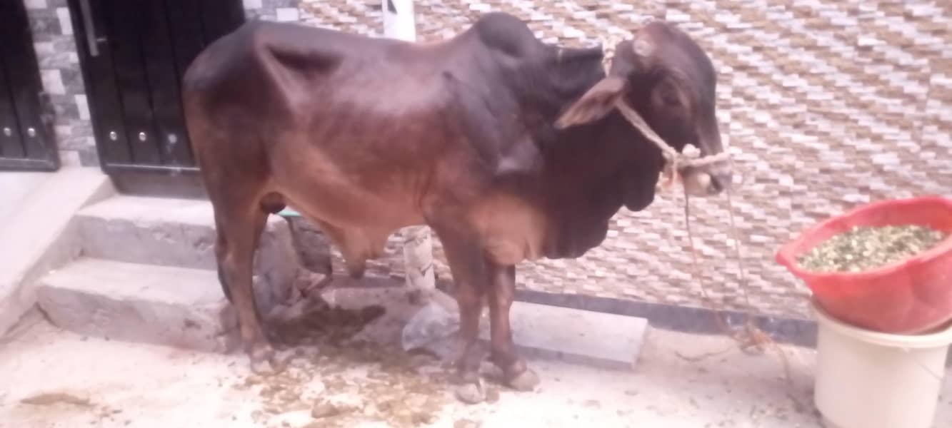 bachra 2