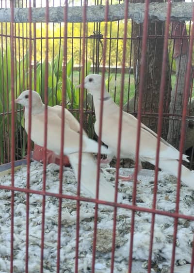 khumra pair