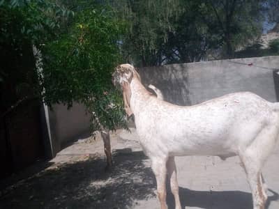 Cheena Makhi beetal