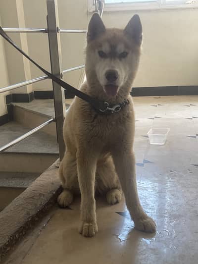 Sibarian huskey rare dog 6 months age male for sale