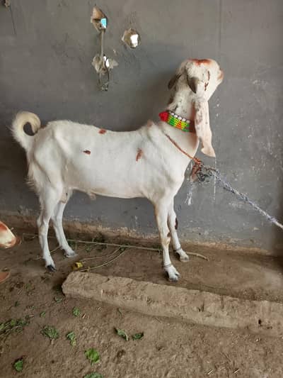 fresh do dant for sale