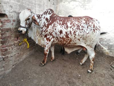 5 bachrry for sale