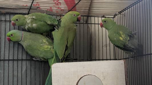Kahtha Pair And Two Baby