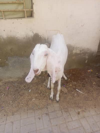 gulabi rajanpuri bakri 4 dant