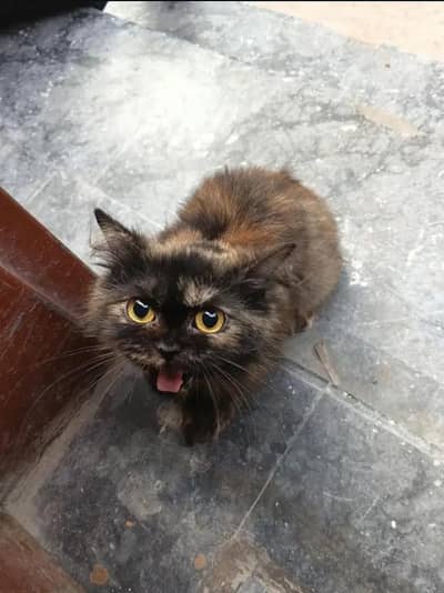 Cute Russian cat for sale