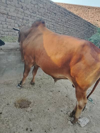 sahiwal bull for qurbani