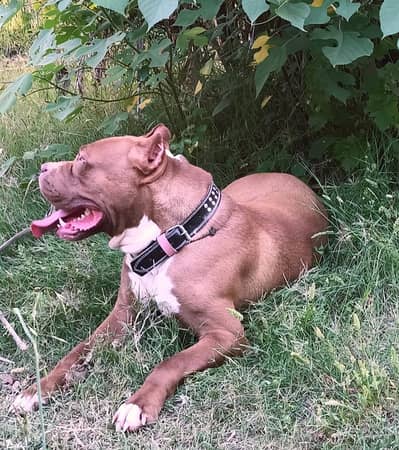 pitbull kutta