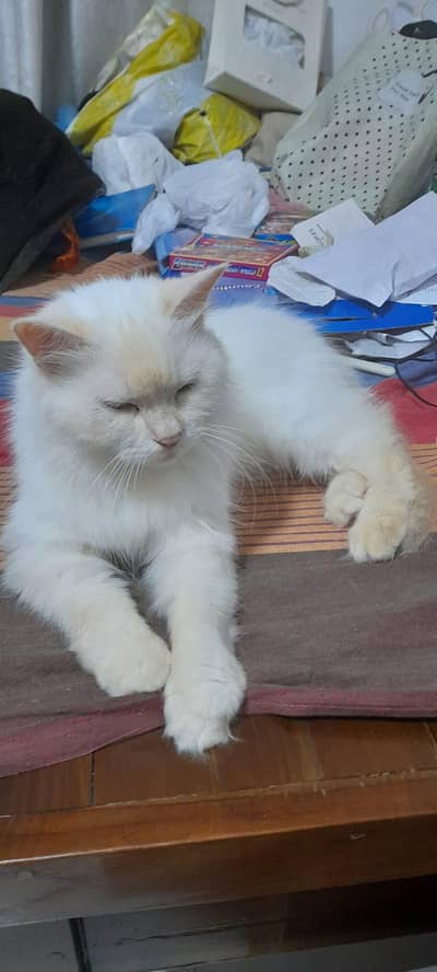 Persian Cat Tripple coat