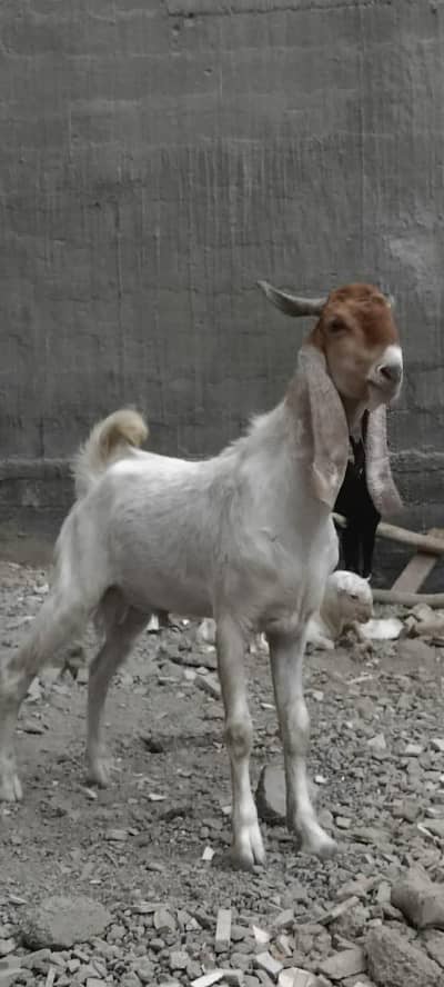 Qurbani 2026 Bakra