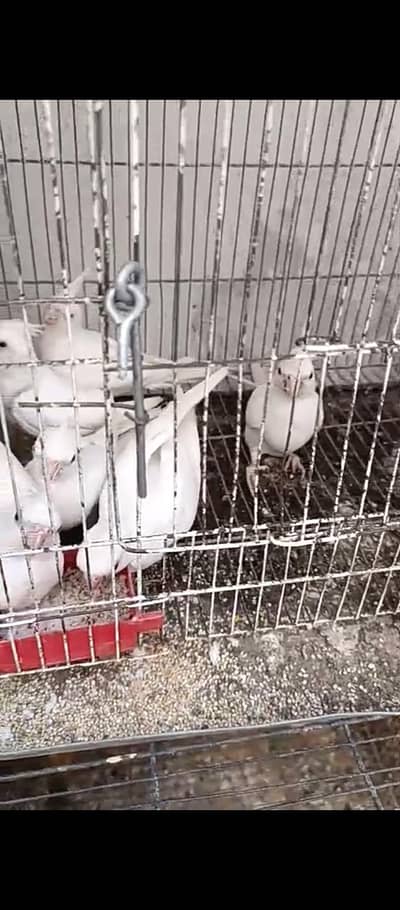 breeder piece and patha available and Lori red color bhi ha