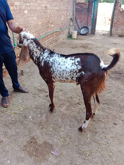 Pure Desi Bakra