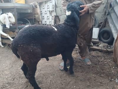 black Wala 14month ki hai or white phat hen 2