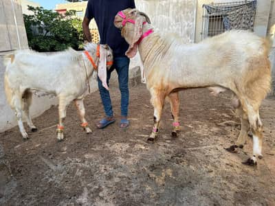 heavy size gulabi breeder bakray andu