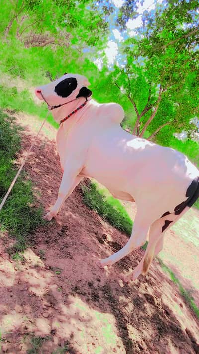 qurbani bull sail