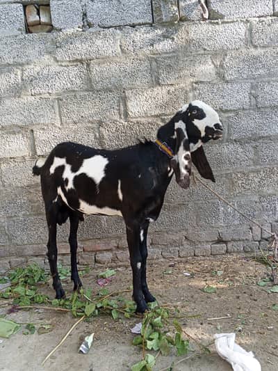 bakra
