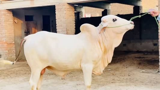 Qurbani bail for sale call _ +03246711890
