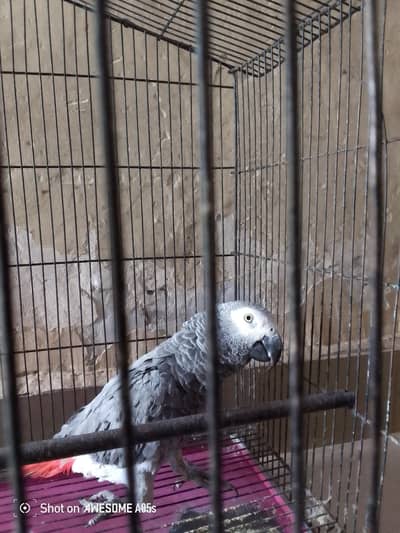 African grey parrot healthy Alhamdollilah