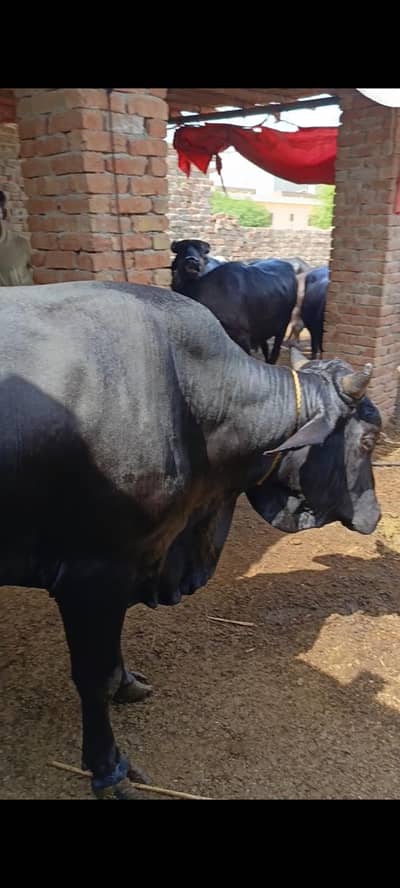 5 Man sy oper full black bachra