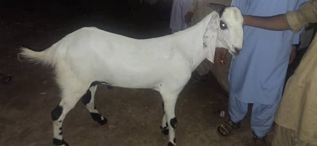 Nukra White Heera