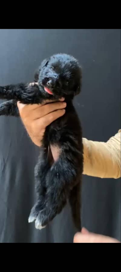 German Shepherds Up For Sale
