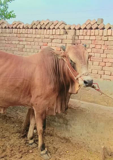 Eid Ul Adha Qurbani Ka Khubsurat Wacha For Sale