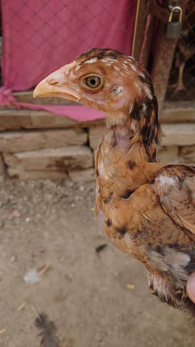 Assel Chicks for Sale