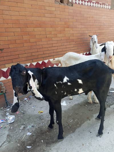 Big Bakra