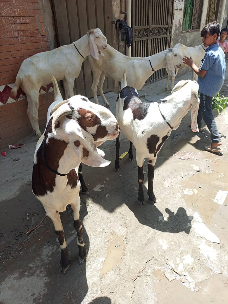 Big Bakra 1