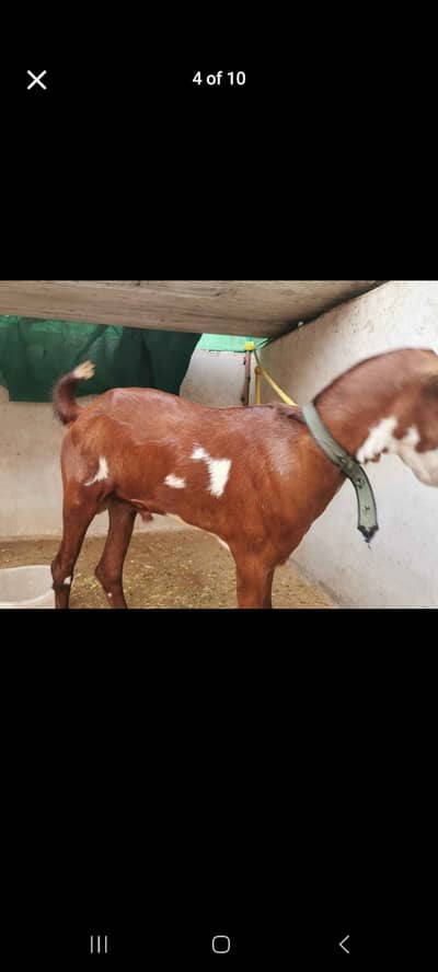 Urgnt Bakry for sale