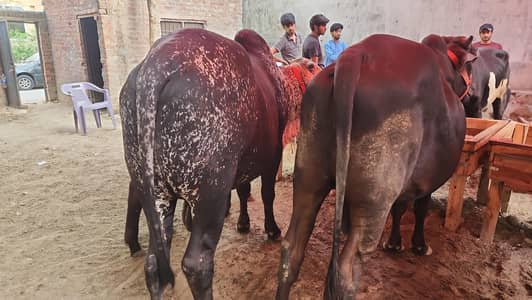 Qurbani K Janwar | Buffalo | Bull | Cow | Gay | Bachra | بچرا