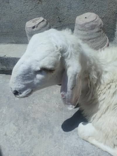 Dumba for Sale