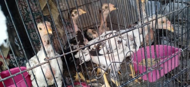 quality aseel chicks for sale
