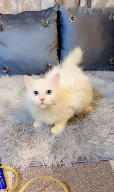 Persian female