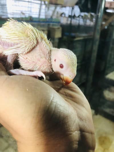 Creamino ringneck chicks available home bread