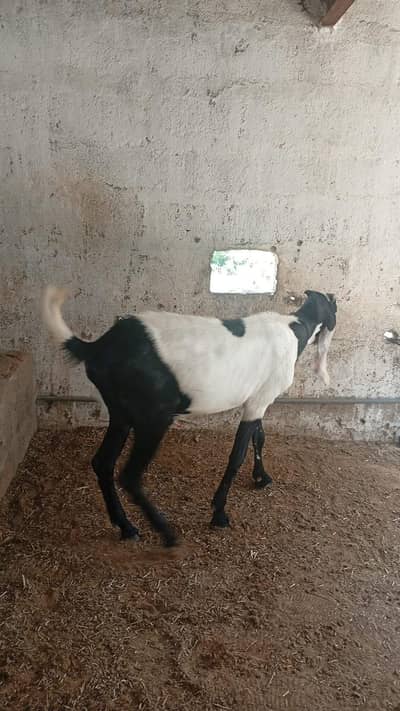 qurbani k bakre