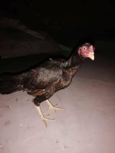 2 hens hy achi quality ki