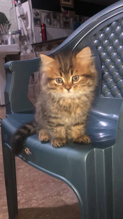 Persian Tripple coated kitten Semipunch face