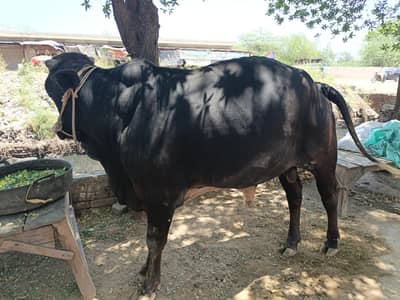 2 dant washa 03004782346