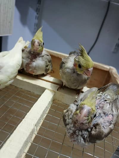 Parrots chicks