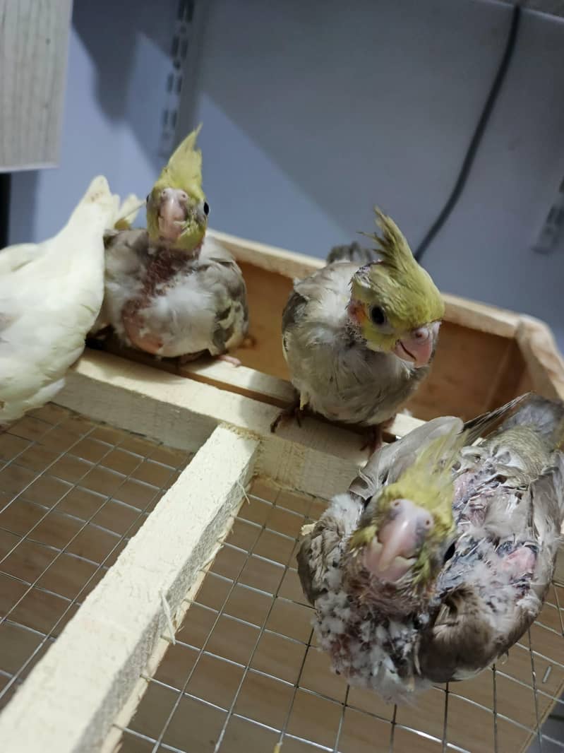 Parrots chicks 0