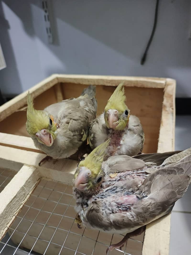 Parrots chicks 1