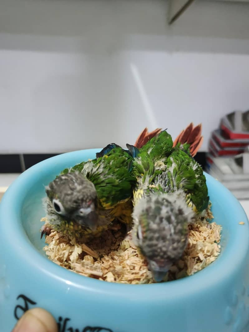 Parrots chicks 2