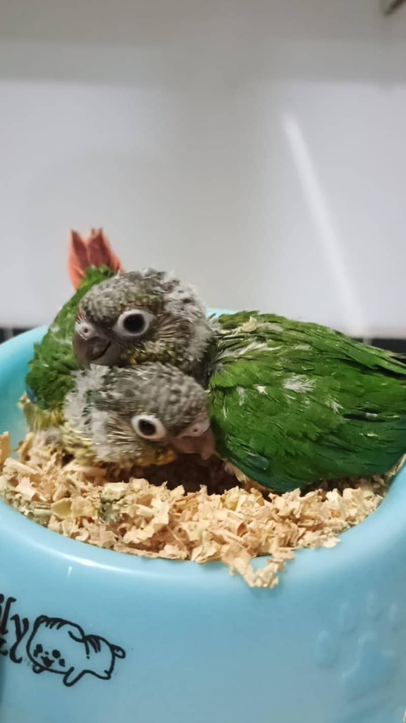 Parrots chicks 3